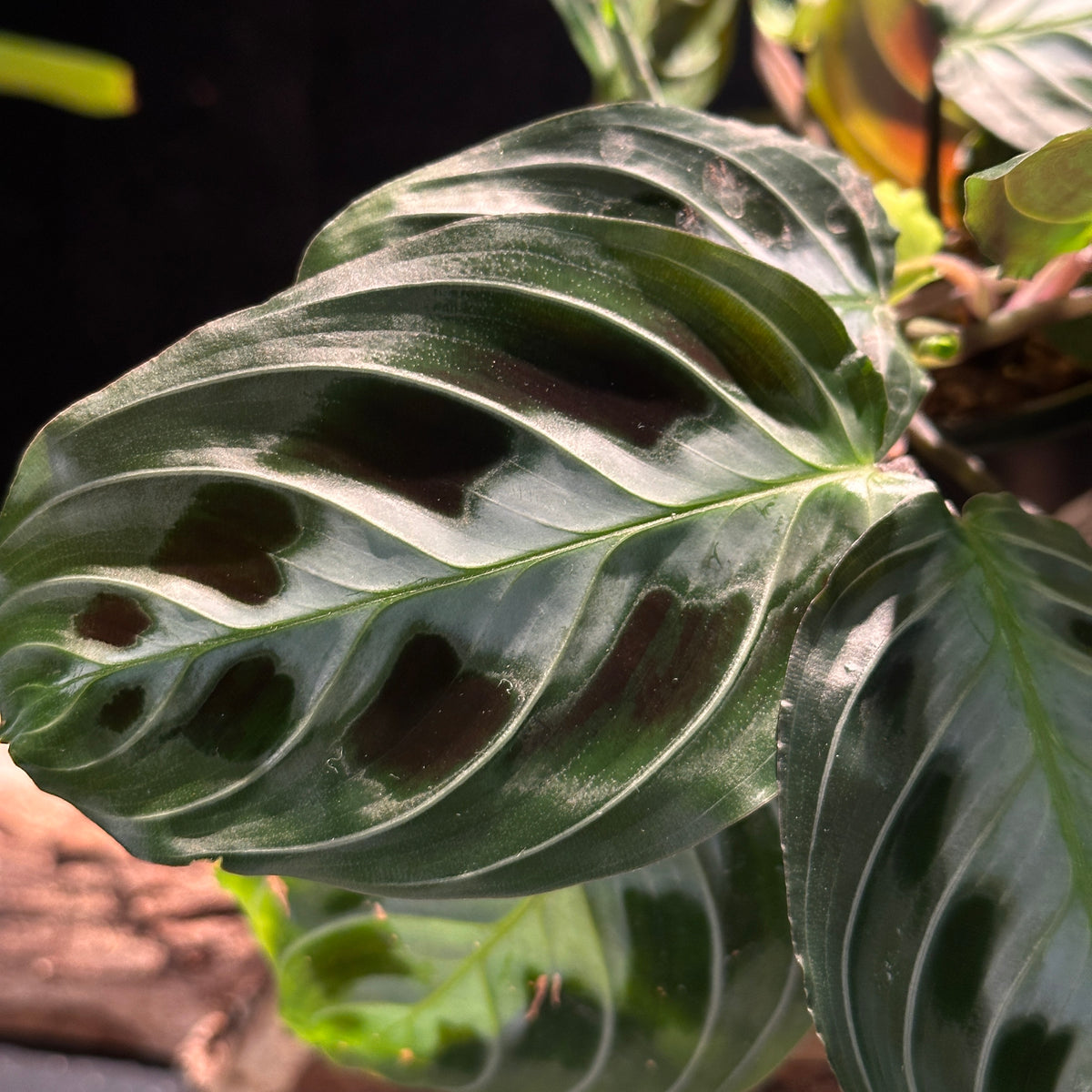 Maranta massangeana black (Prayer Plant)
