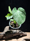 Monstera deliciosa ‘Bulbasaur’ – Highly Variegated Collector Plant