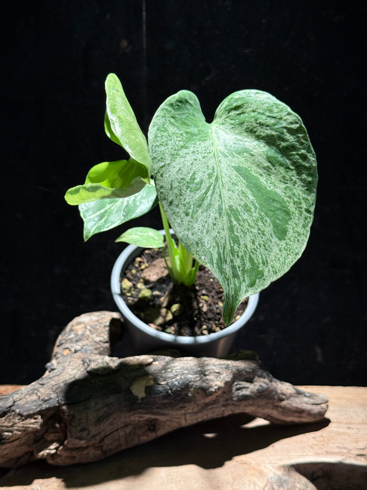 Monstera deliciosa ‘Bulbasaur’ – Highly Variegated Collector Plant