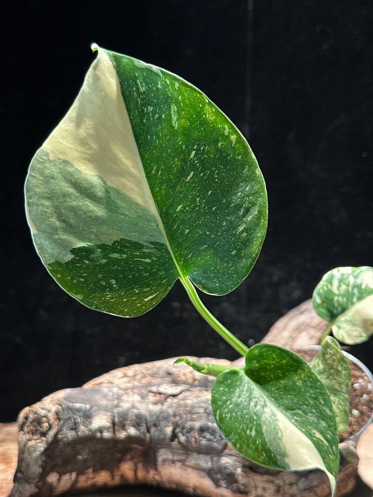 Monstera Deliciosa 'Thai Constellation Galaxy'