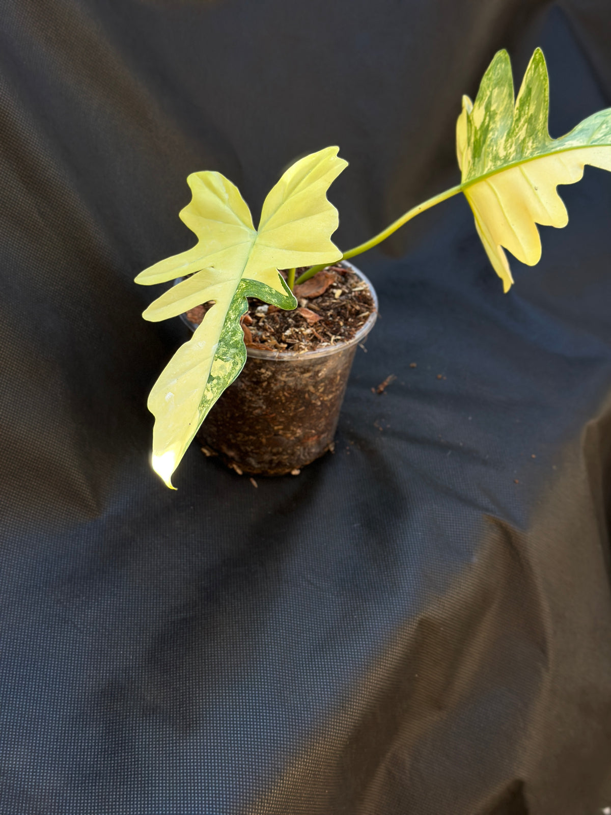Philodendron 'Kitna' (Florida Beauty x Mayoi) 6" Pre-sale