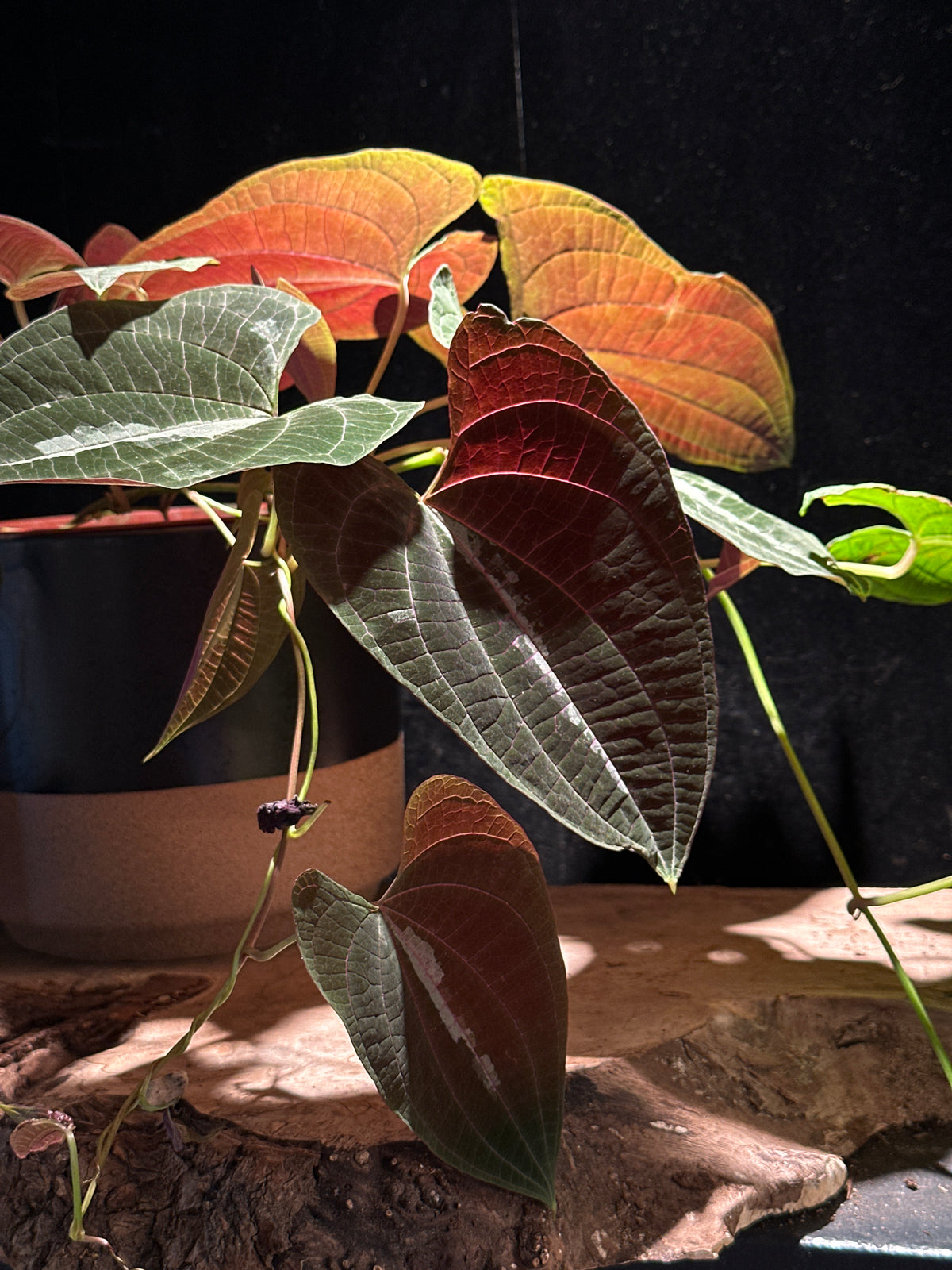 Dioscorea discolor - Ornamental Yam 6"