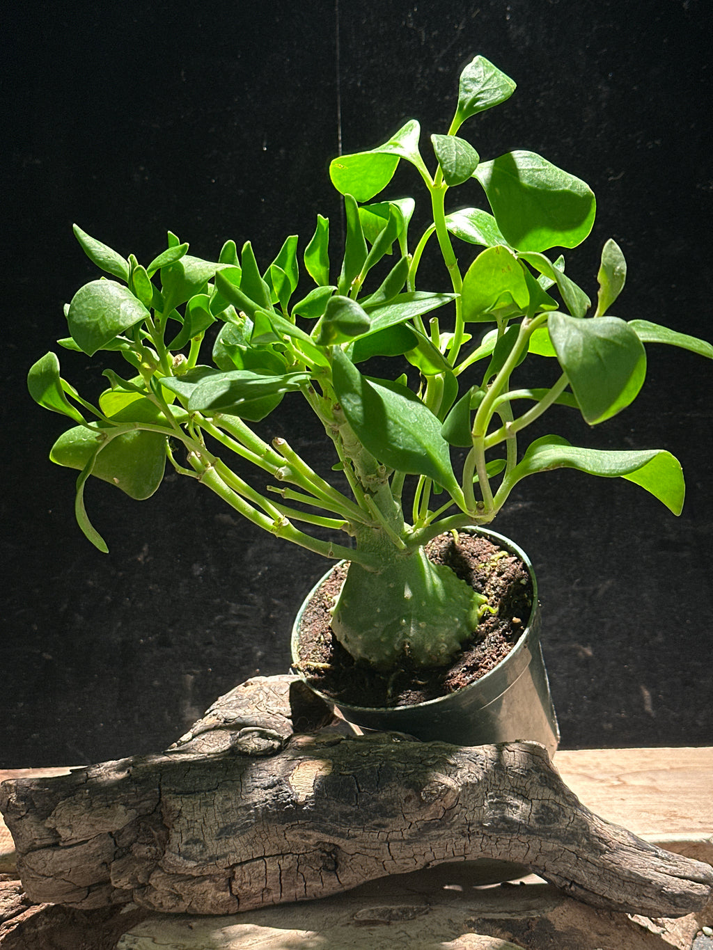 Hydnophytum papuanum - Ant Plant 4"
