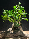 Hydnophytum papuanum - Ant Plant 4"