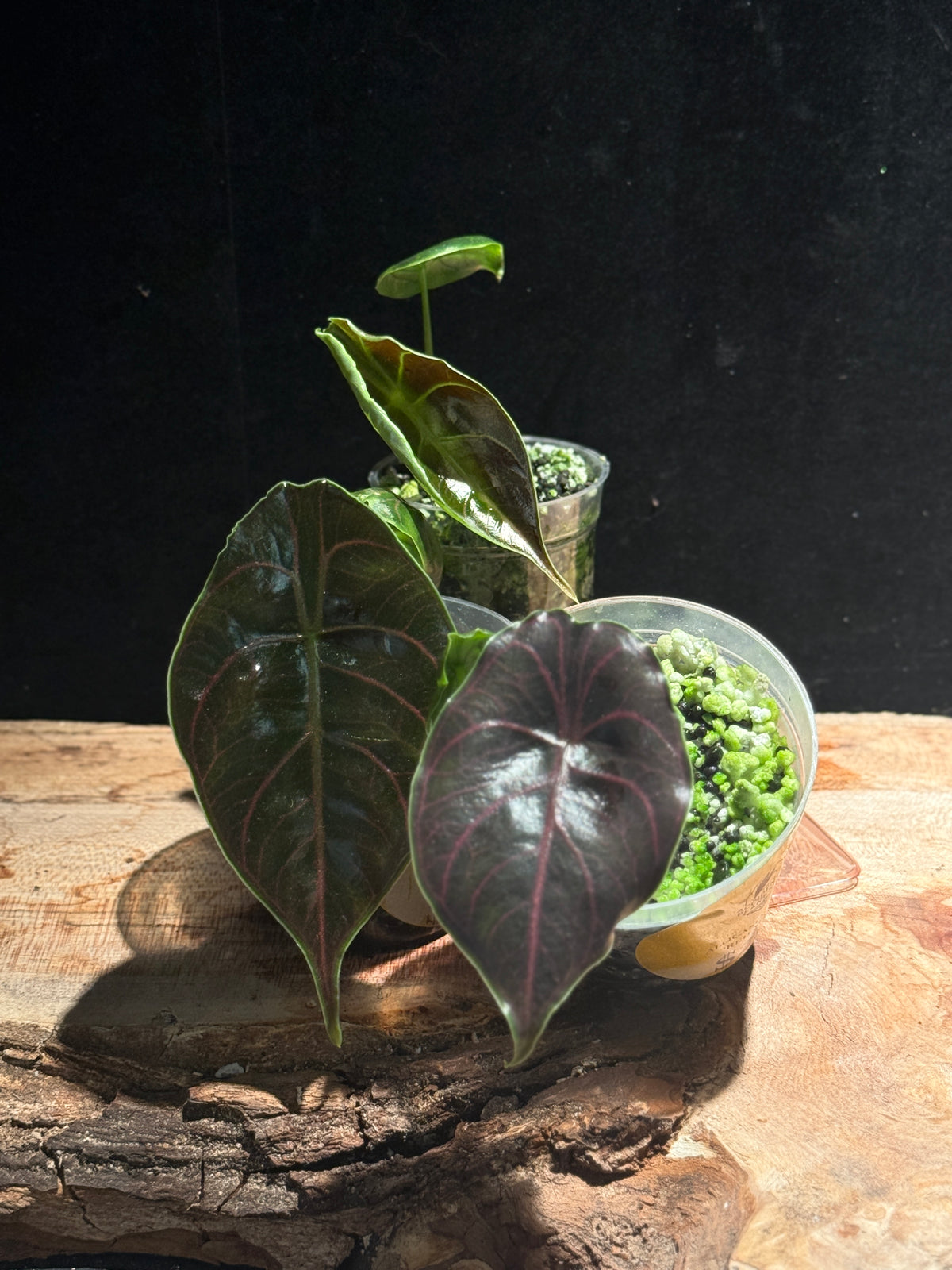 Alocasia “Red Mambo” TC Rare Jewel Alocasia Tissue Culture