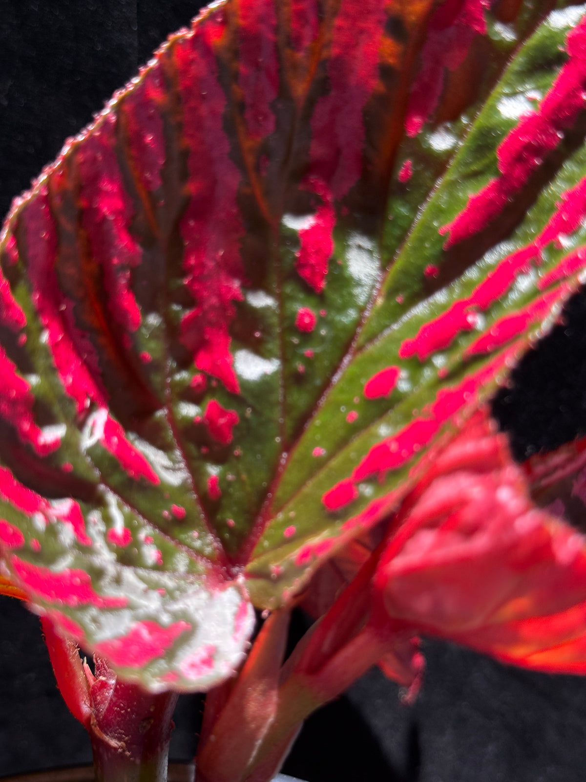 Begonia brevirimosa ‘Exotica’ – Rare Metallic Pink Cane Begonia