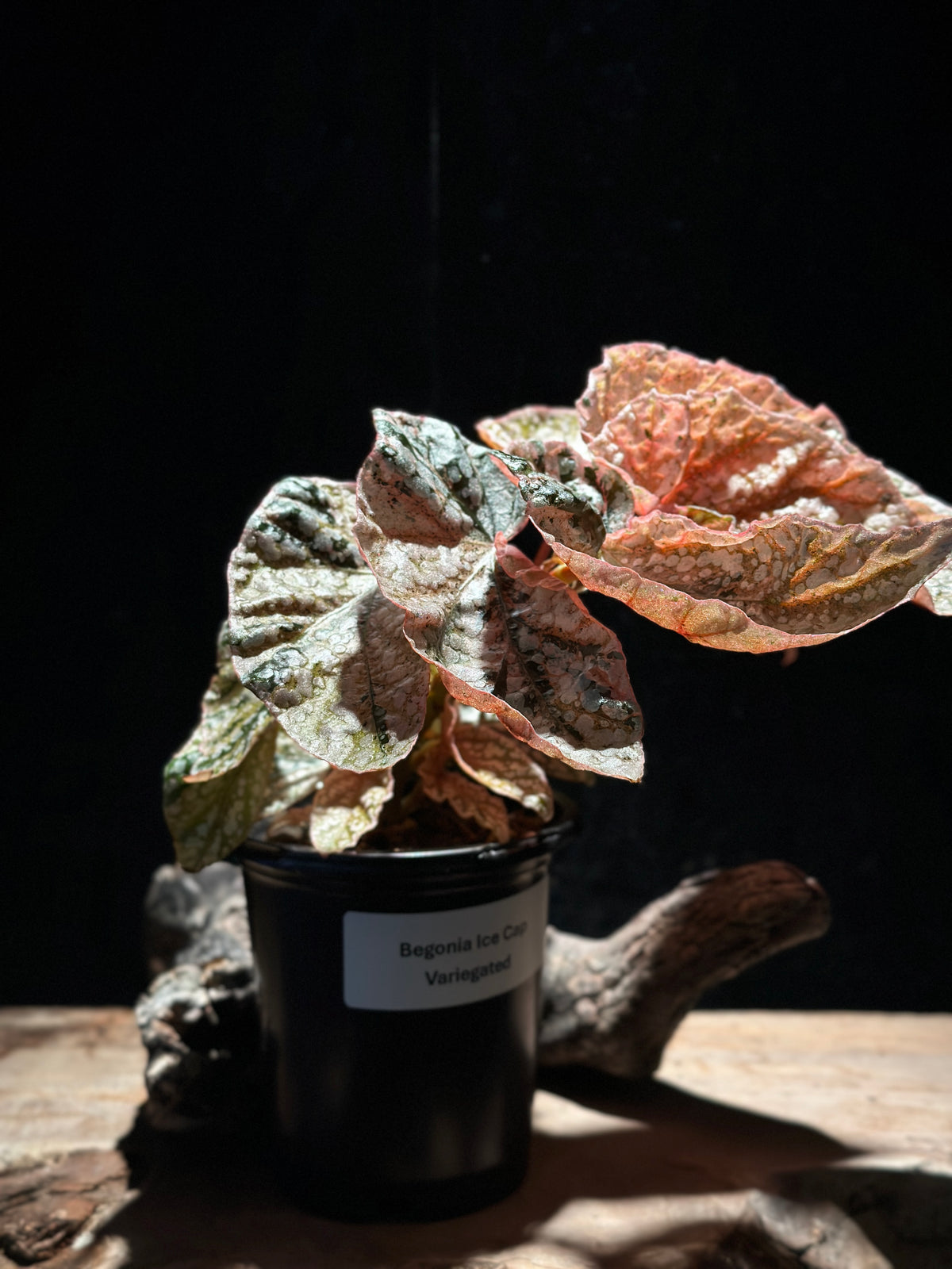 Begonia Variegated Snowcap