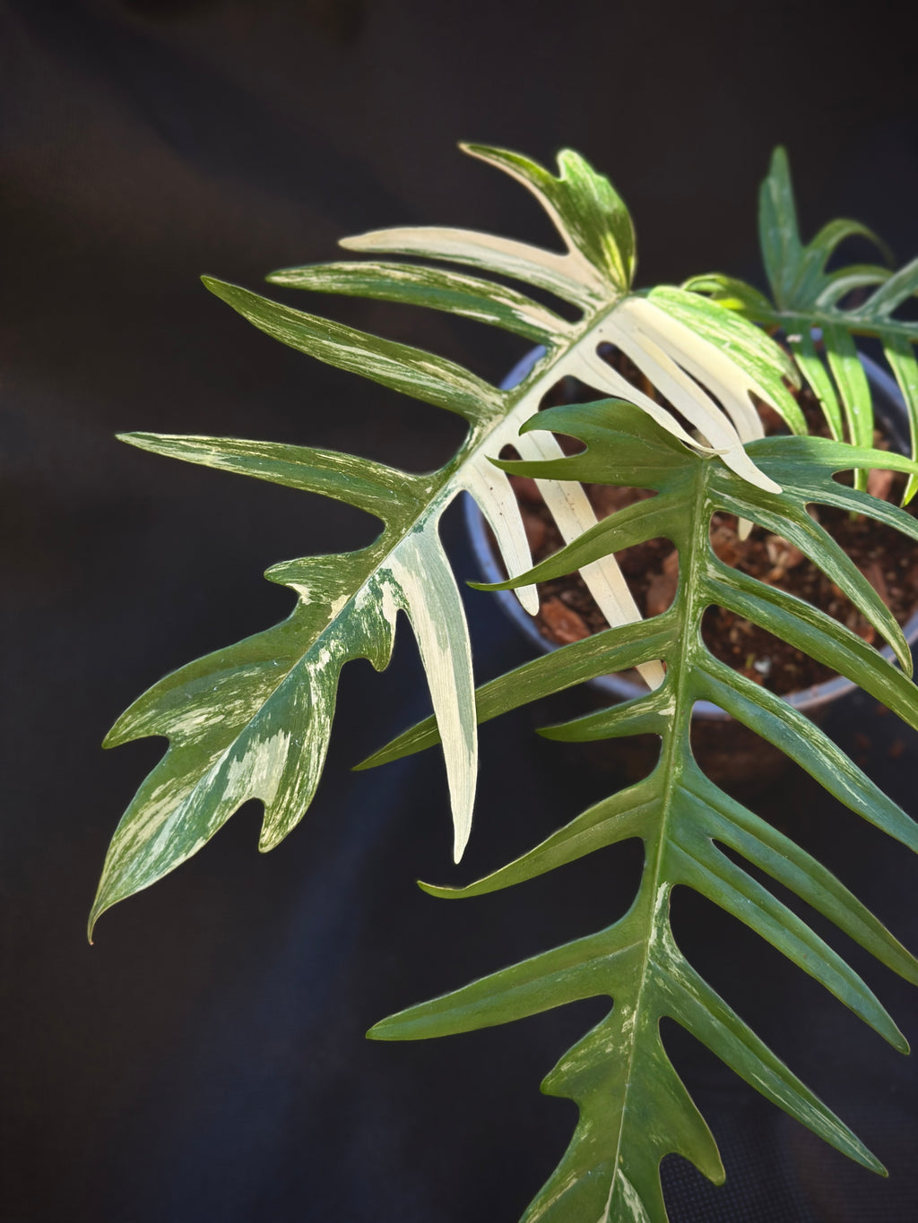 Philodendron Florida Beauty x Tortum variegated 6"