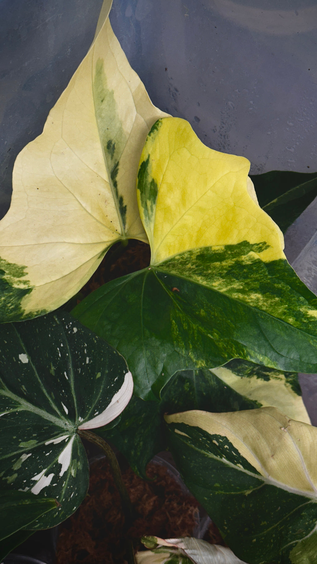 Anthurium 'Pterodactyl' Highly Variegated 6" (Not From Tissue Culture)