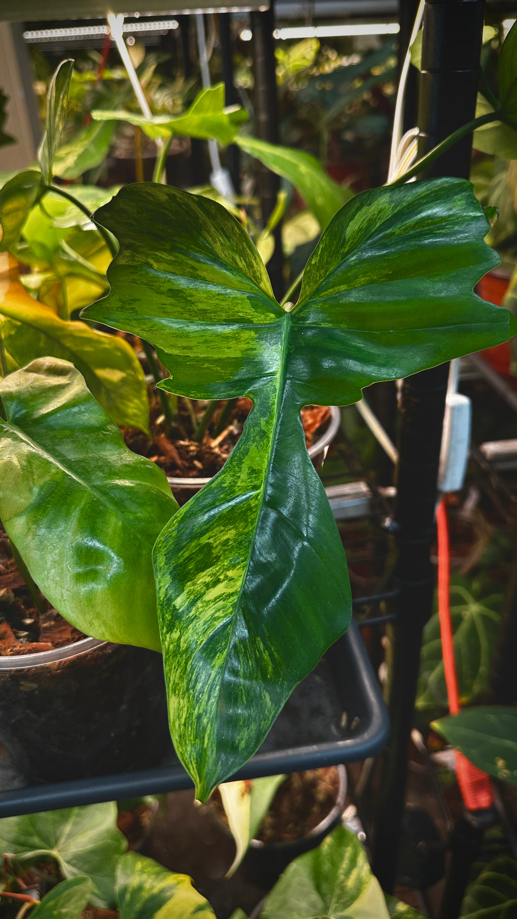 Philodendron 'Kitna' (Florida Beauty x Mayoi) 6" Pre-sale