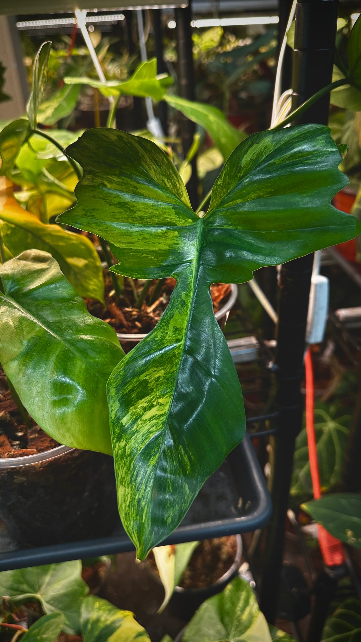 Philodendron 'Kitna' (Florida Beauty x Mayoi) 6" Pre-sale
