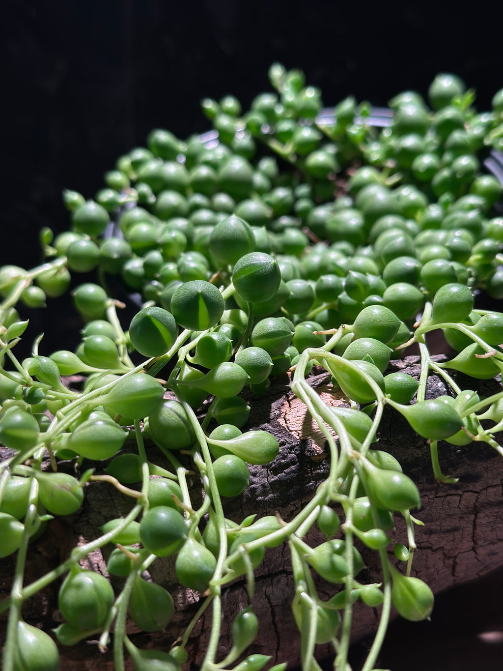 String of pearls