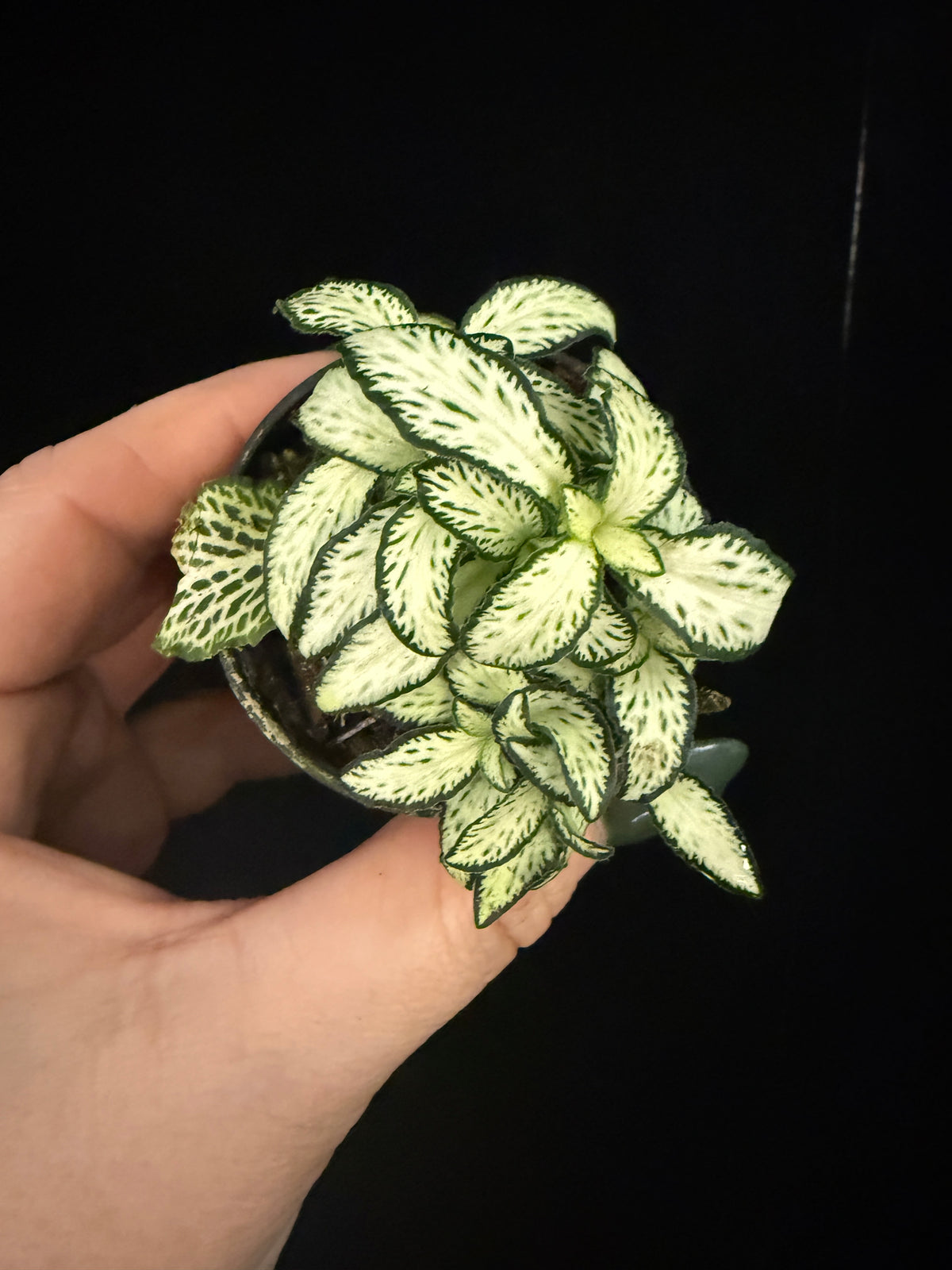 Fittonia 2"