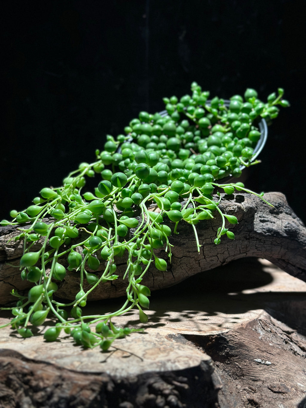 String of pearls