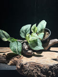 Scindapsus ‘PeaSun’ – Variegated Scindapsus (PNW Grown)