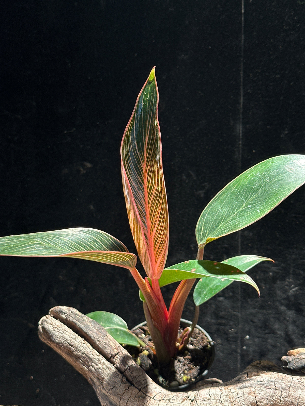 Philodendron 'Pink Bikini' (Pink Birkin)