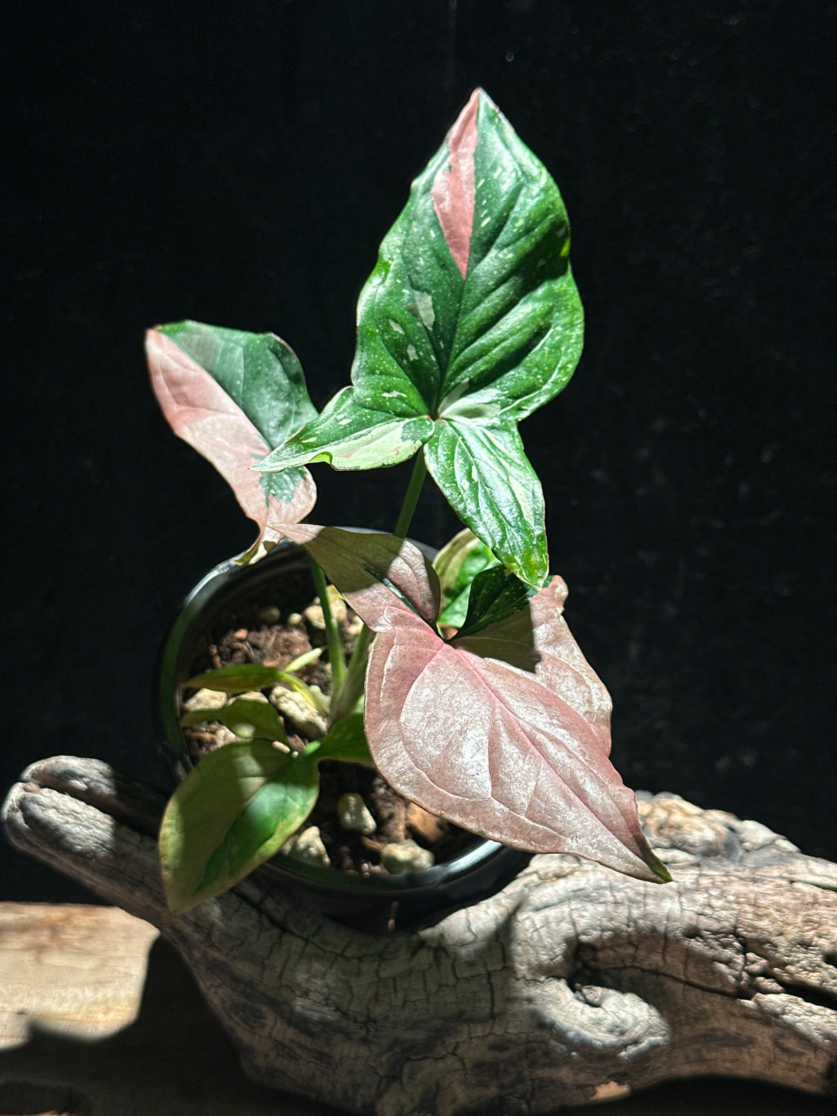 Syngonium Podophyllum ‘Red Spot Tricolor’