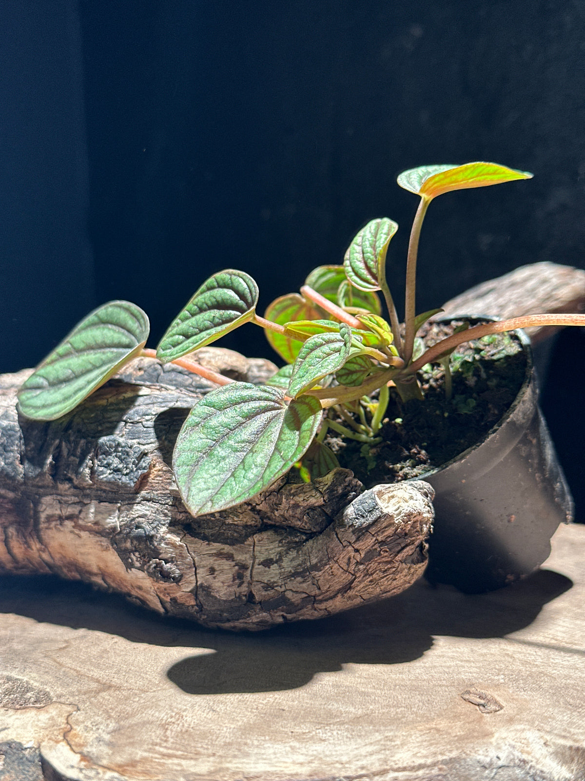 Peperomia albovittata 'Piccolo Banda' (Peacock Peperomia)