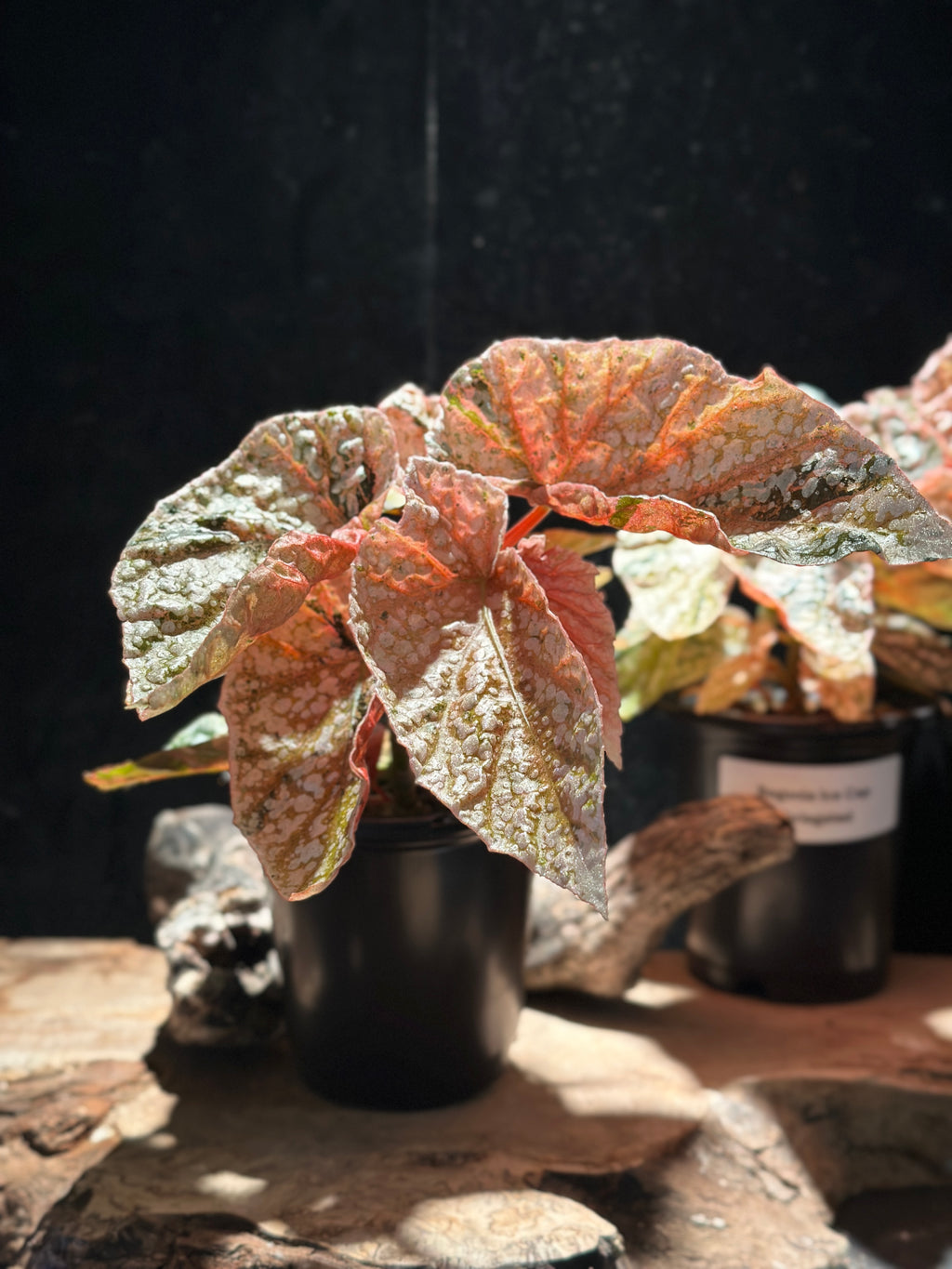 Begonia Variegated Snowcap