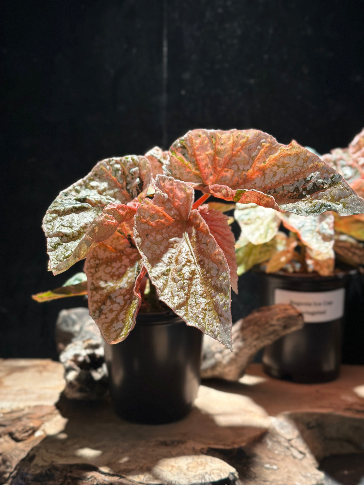Begonia Variegated Snowcap