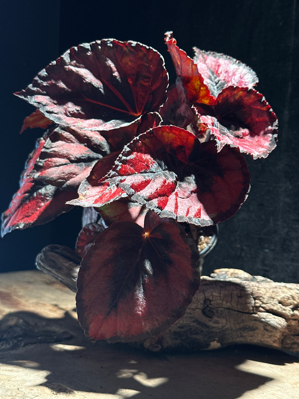 Begonia Red Kiss – High-Contrast Metallic Red Rex Begonia