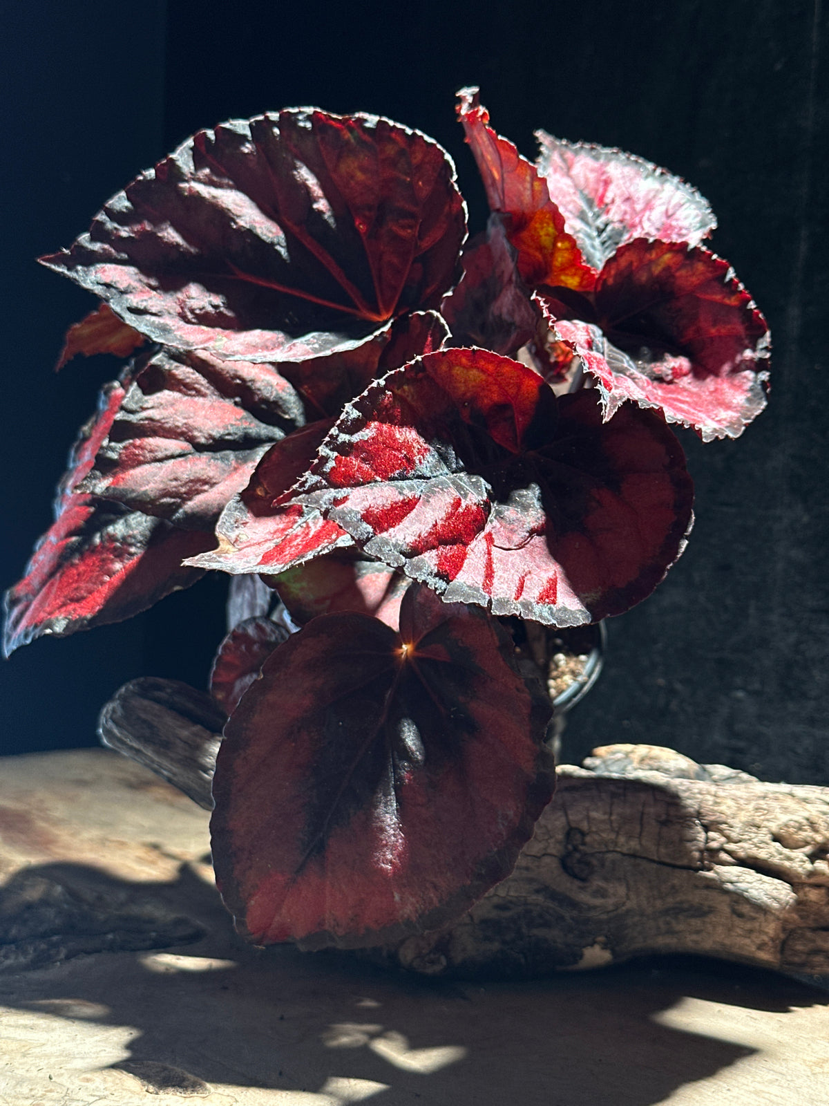 Begonia Red Kiss – High-Contrast Metallic Red Rex Begonia
