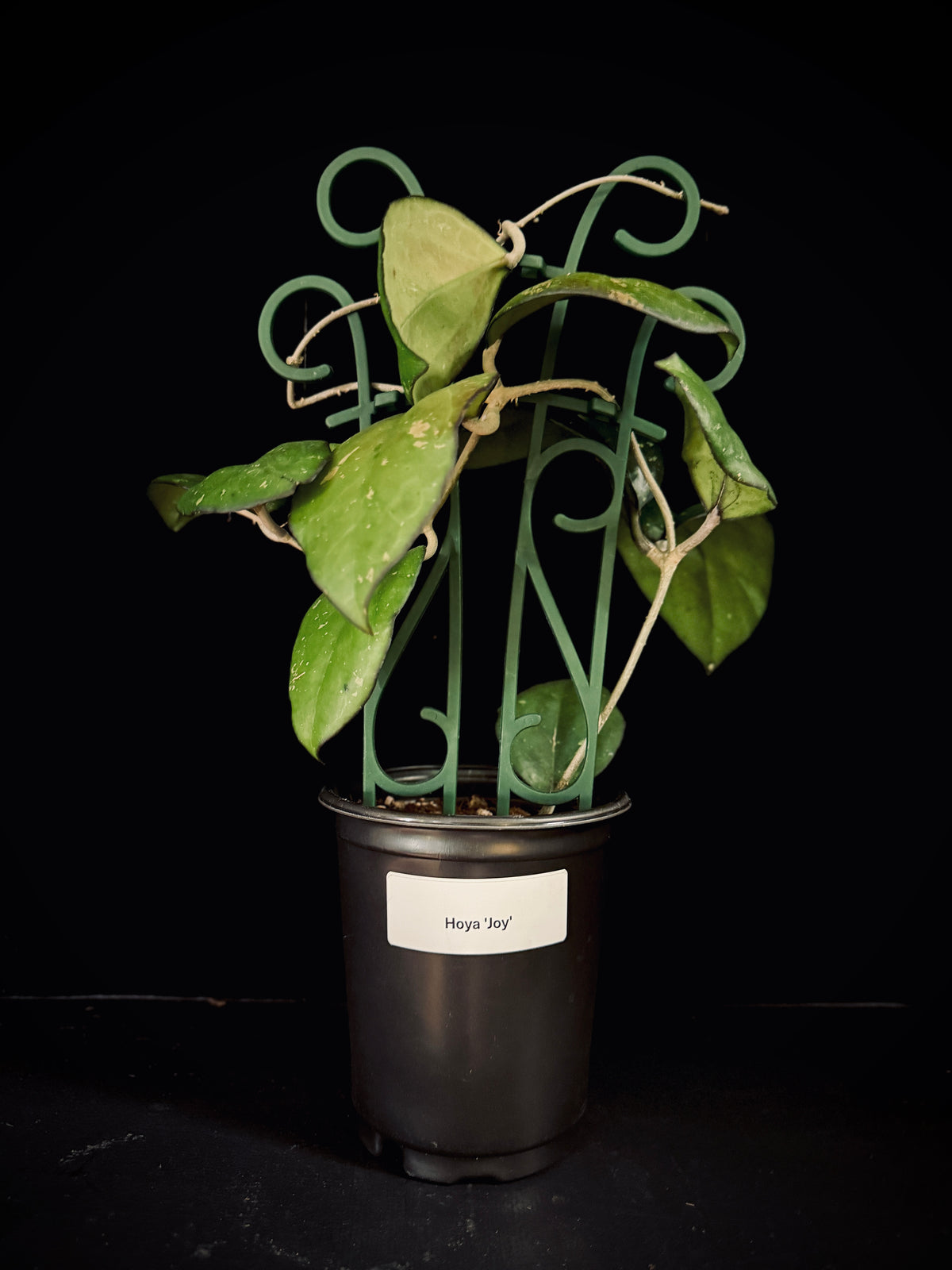 Hoya ‘Joy’