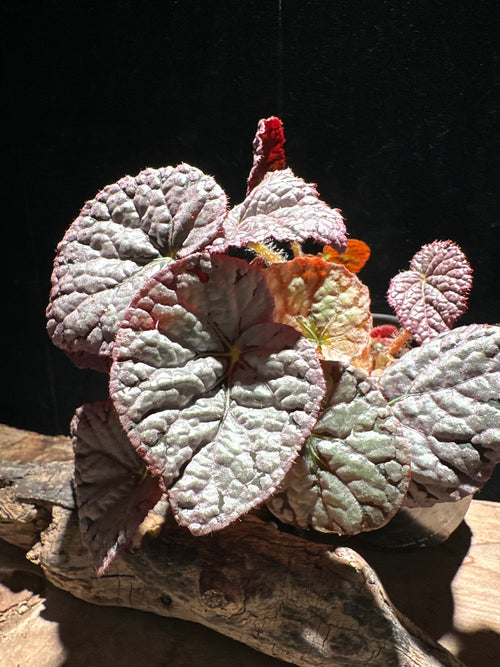 Begonia 'Chayo' 4"