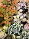 Fittonia 2"