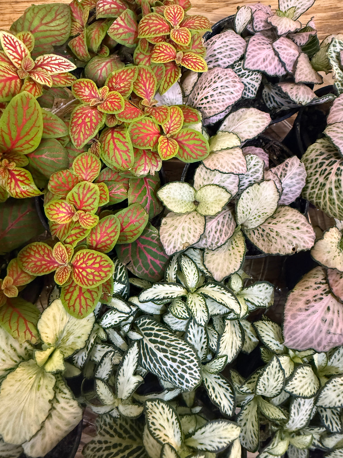 Fittonia 2"