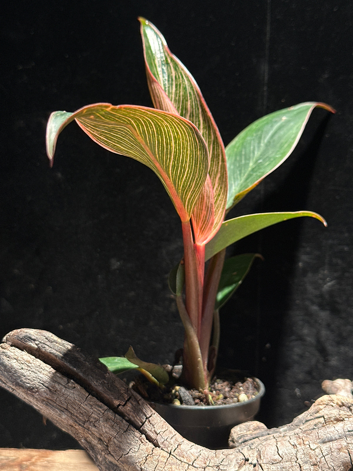 Philodendron 'Pink Bikini' (Pink Birkin)