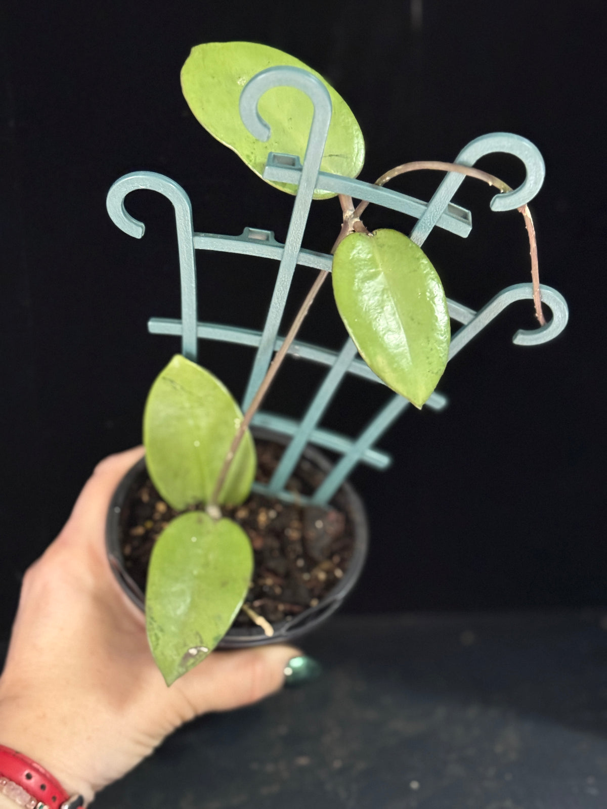 Hoya Carnosa ‘Silver Dollar