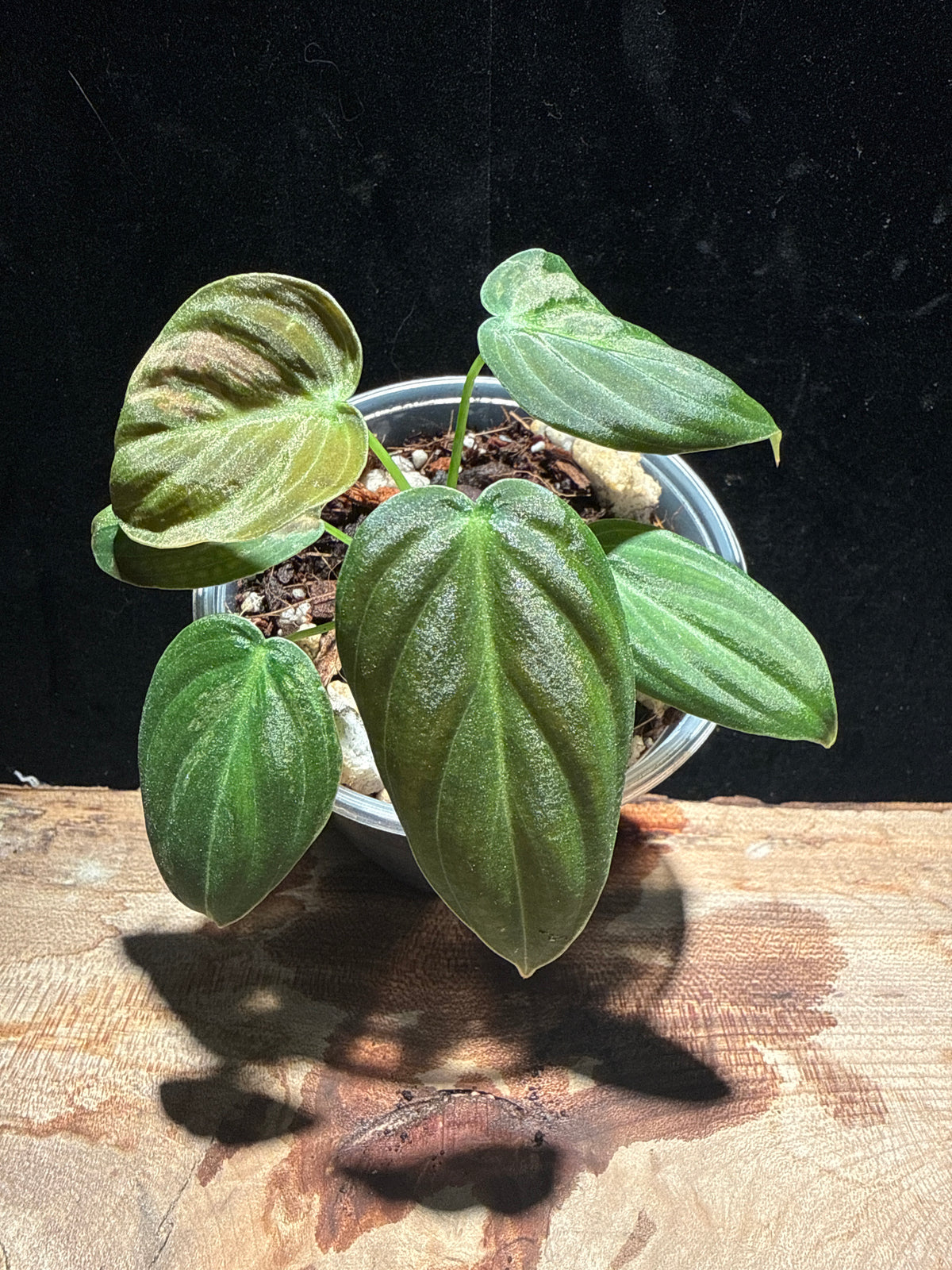 Philodendron Melanochrysum Variegated