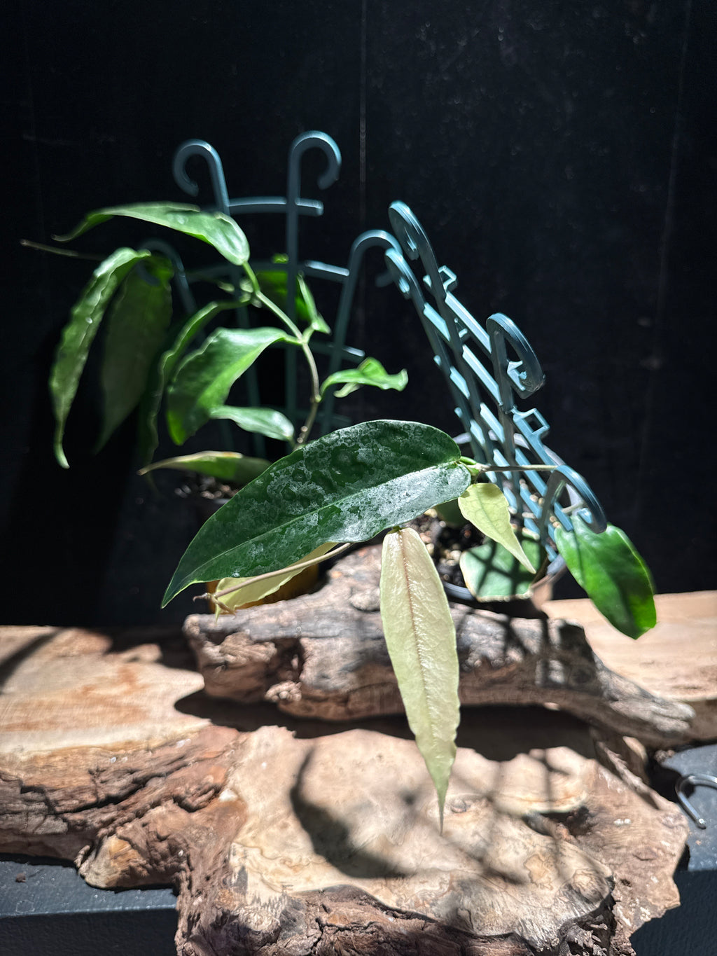 Hoya Kenejiana Variegata
