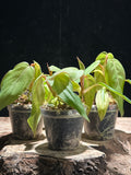 Philodendron Mexicanum | Rare Tri-Lobed Starter Plant (Copy)