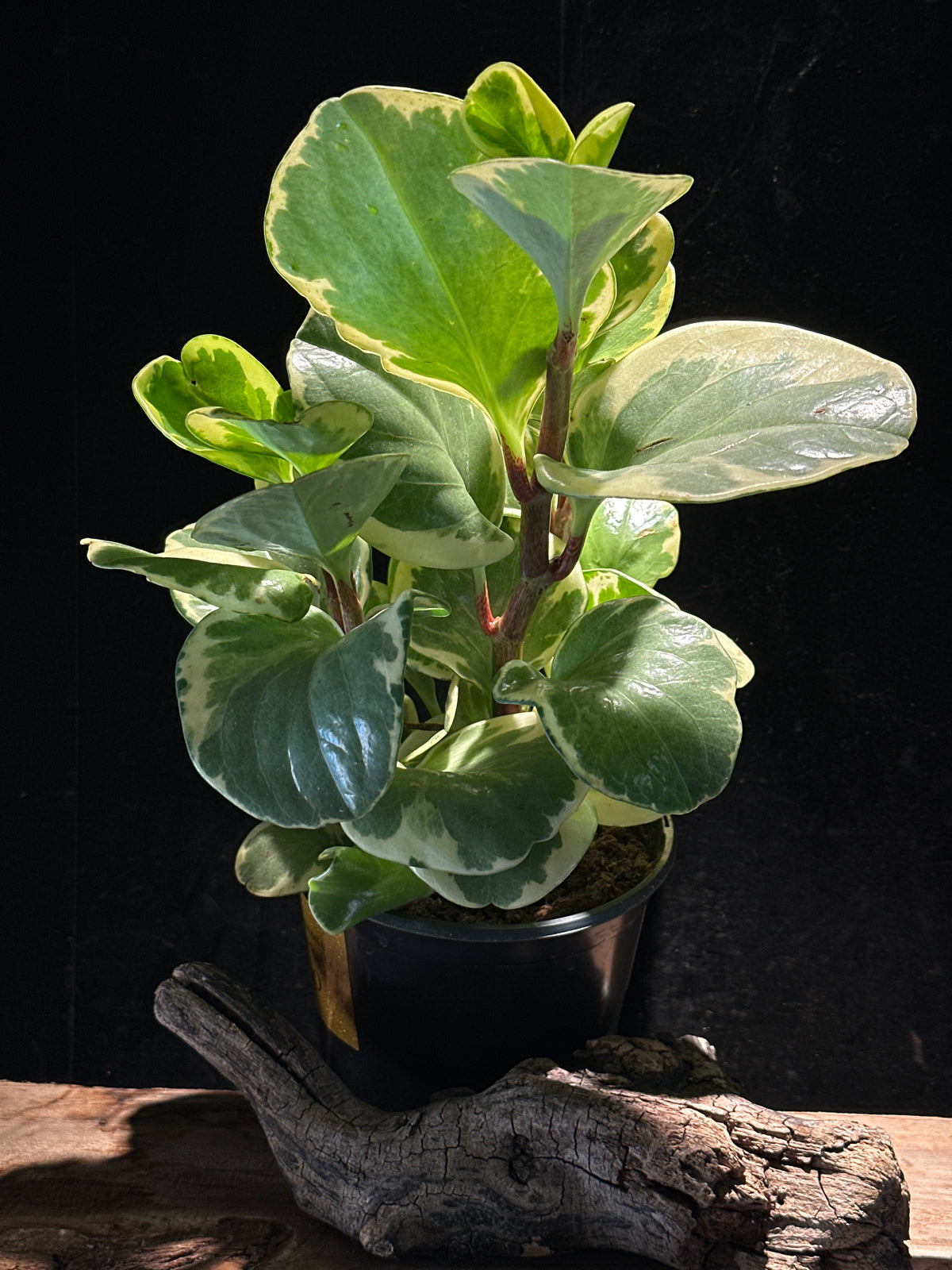 Peperomia obtusifolia 'Variegata' (Variegated Baby Rubber Plant)
