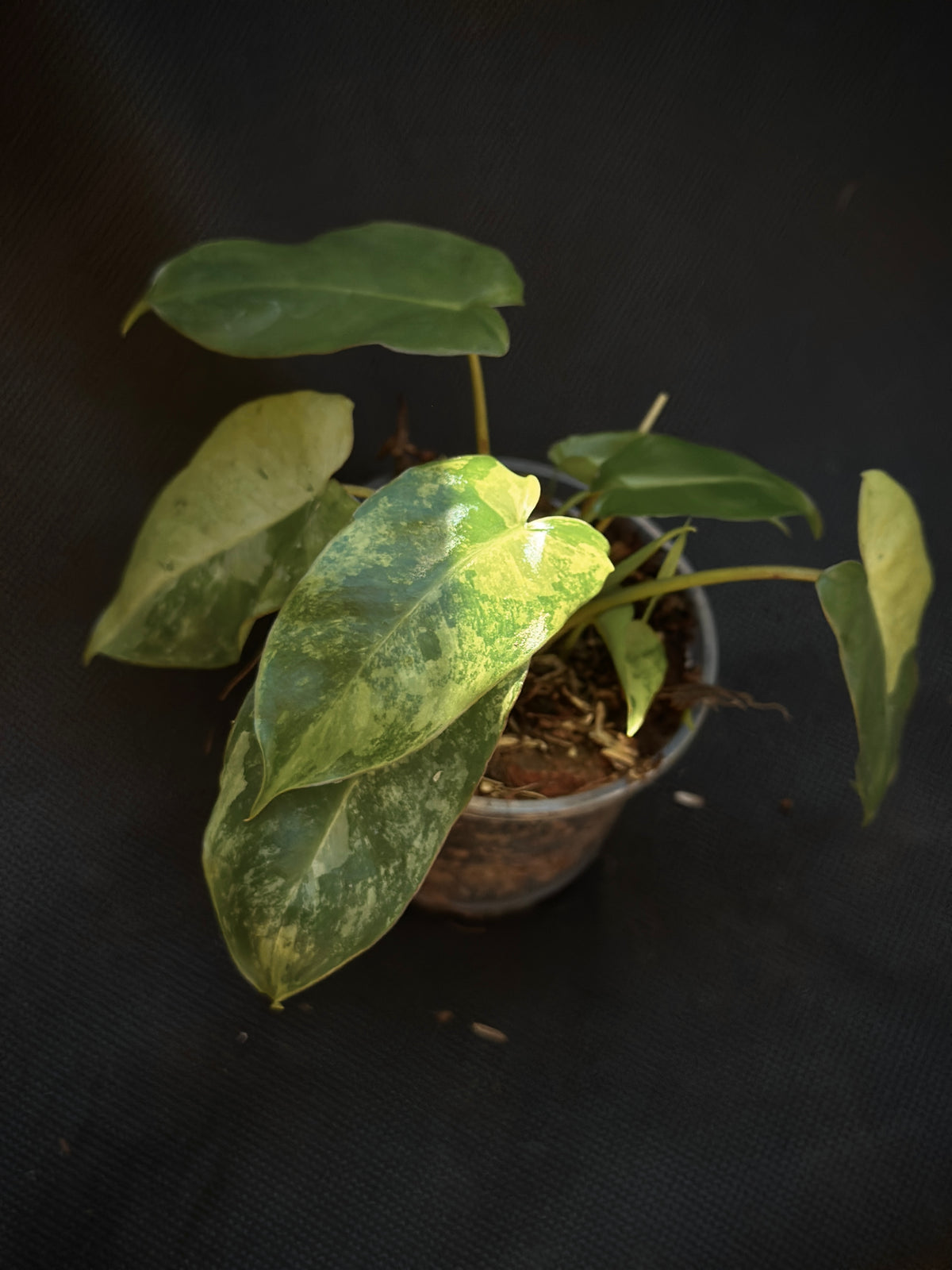 Philodendron 'Burle Marxii Snow White' 4" Pre-sale