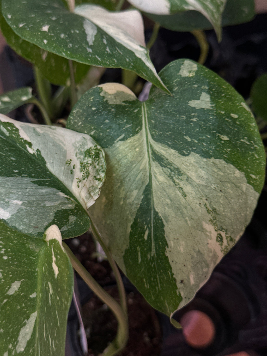 Monstera Deliciosa 'Thai Constellation Galaxy'