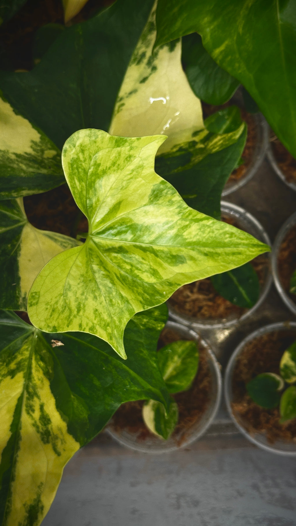 Anthurium 'Pterodactyl' Highly Variegated 6" (Not From Tissue Culture)