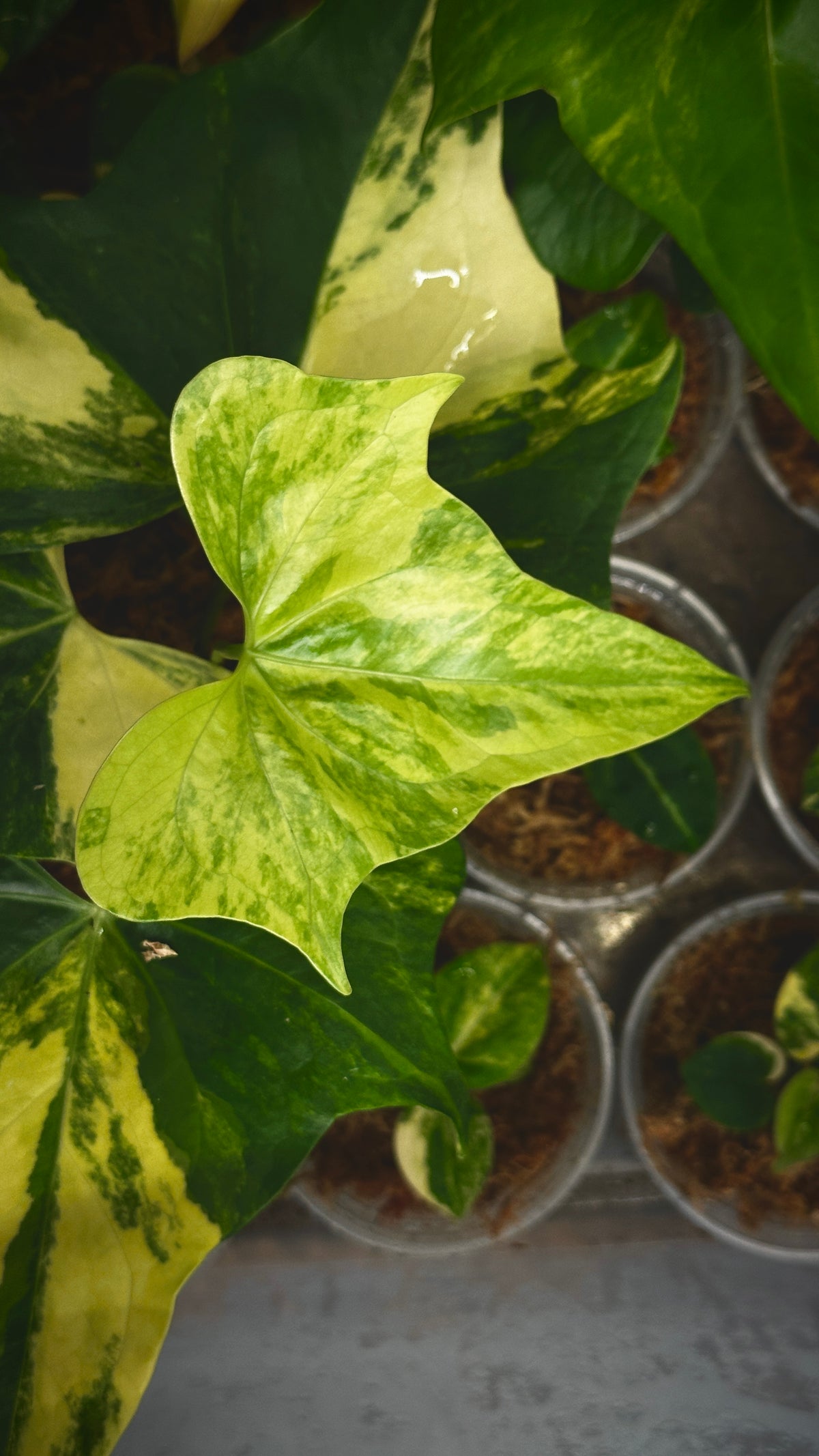 Anthurium 'Pterodactyl' Highly Variegated 6" (Not From Tissue Culture)