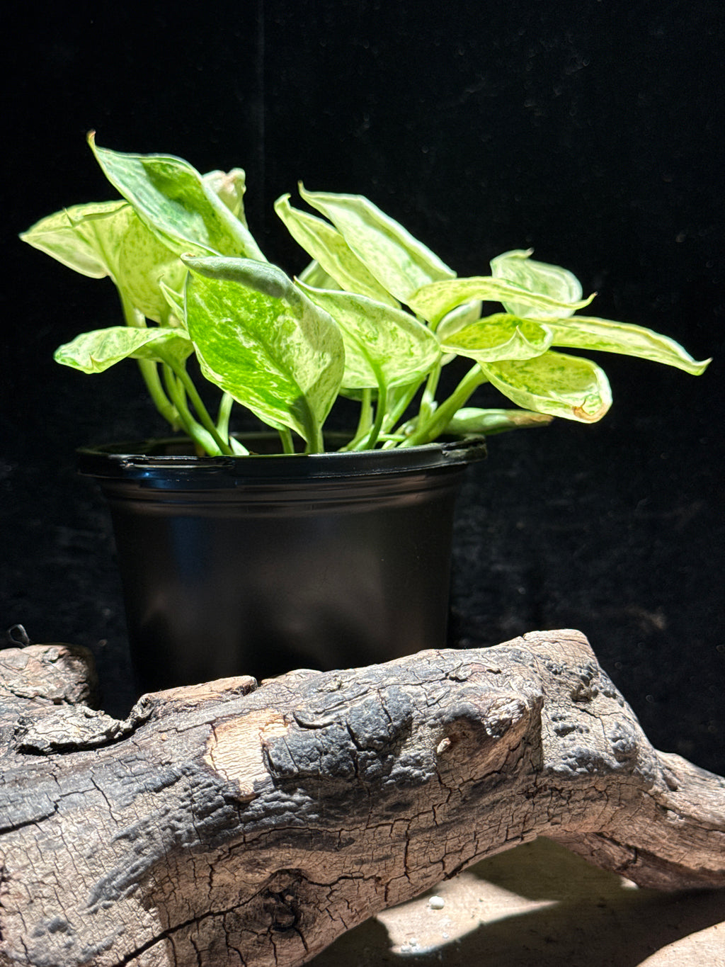Scindapsus Jade Satin ‘Variegated’ on Moss Pole