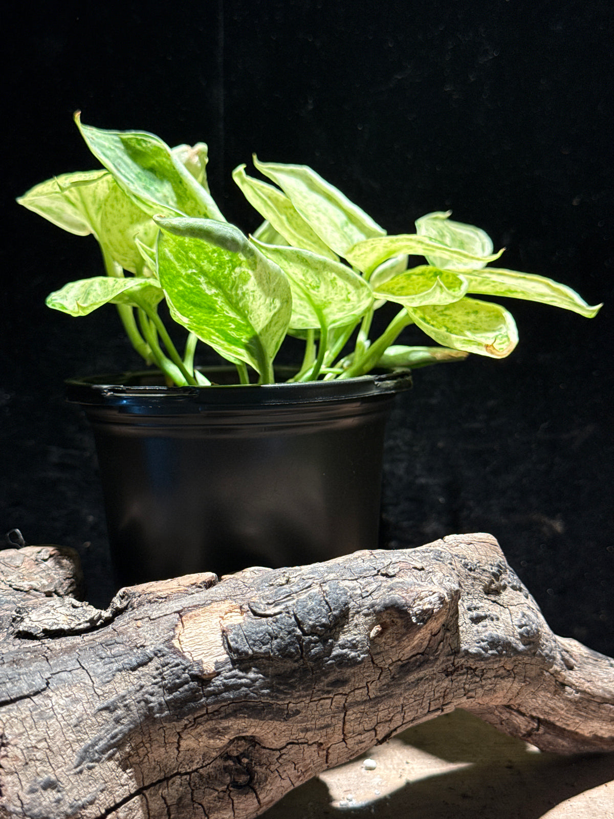Scindapsus Jade Satin ‘Variegated’ on Moss Pole