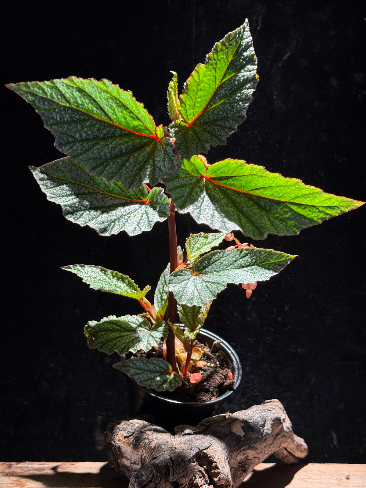 Begonia ‘Snow Capped’ | Snowy Speckled Angel Wing Begonia