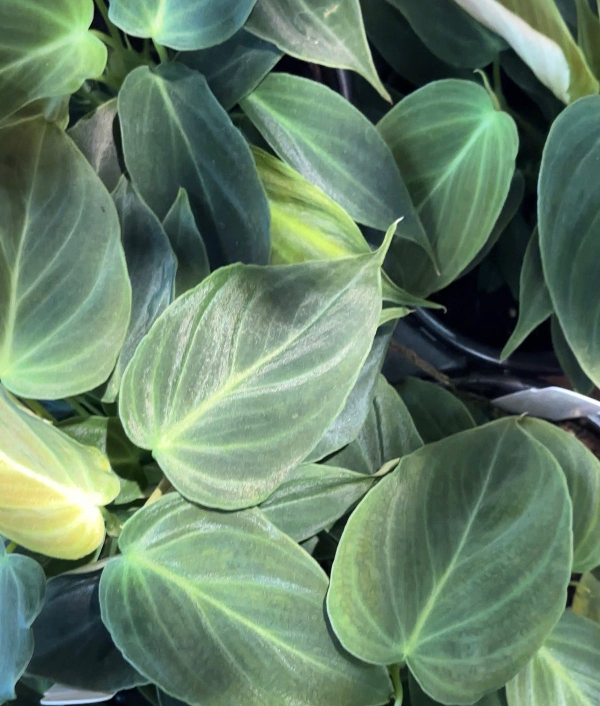 Philodendron 'Splendid' (Melanochrysum x Verrucosum) |  Velvet Plant