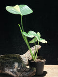 Monstera Deliciosa 'Thai Constellation Galaxy'