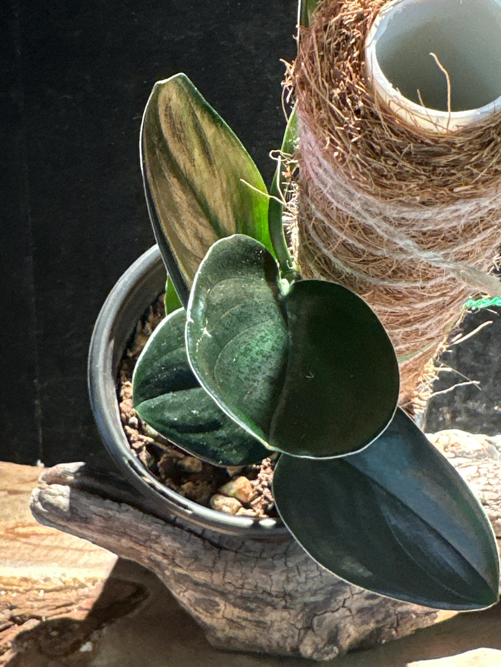 Scindapsus trebulii ‘Dark Form’