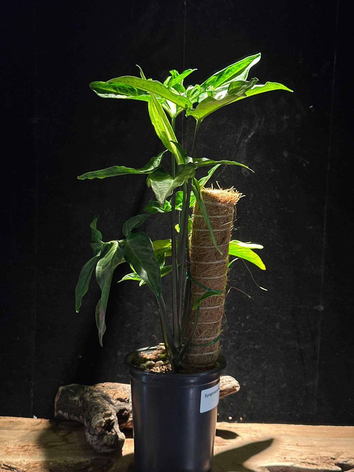 Syngonium angustatum