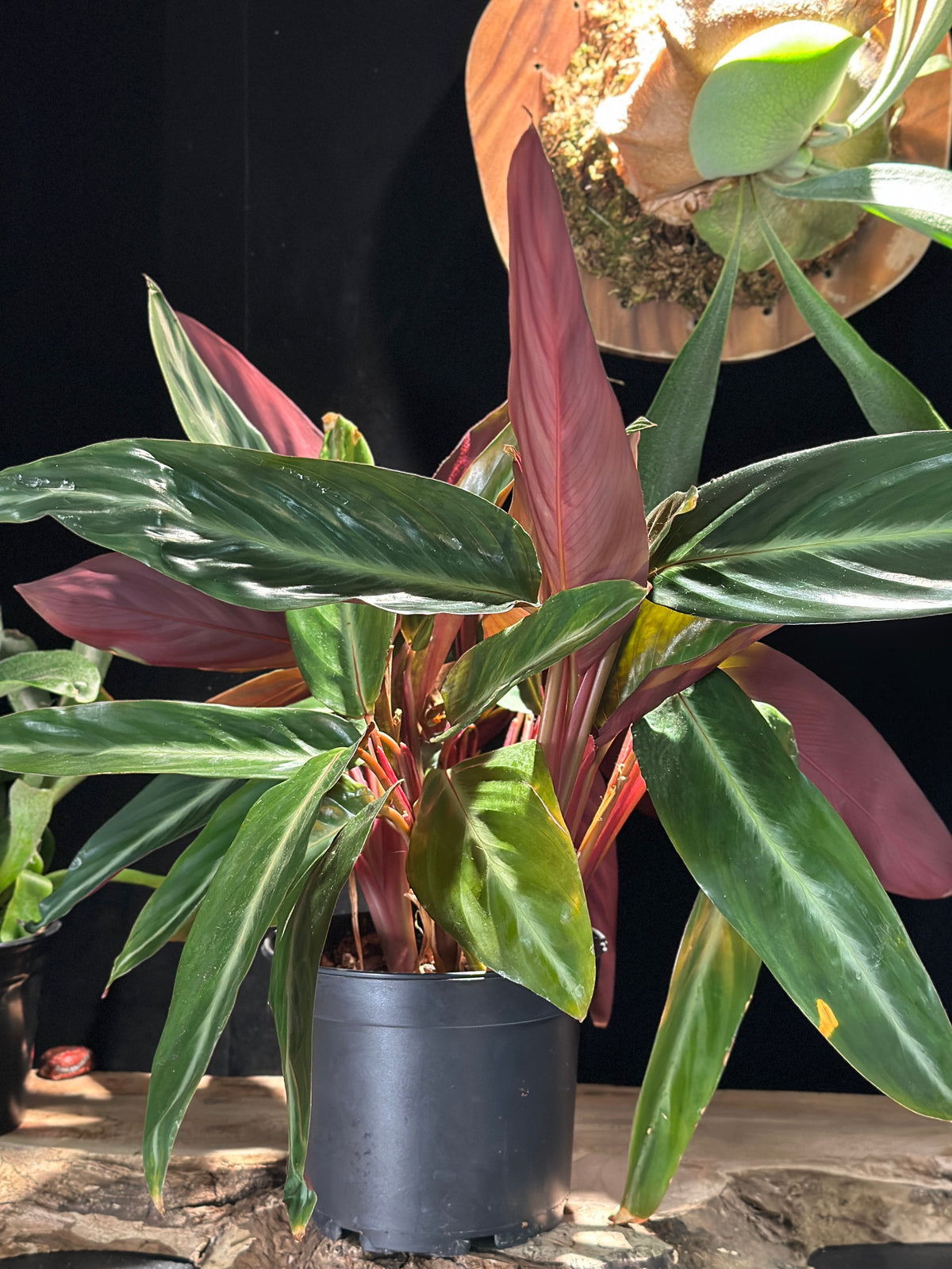 Stromanthe