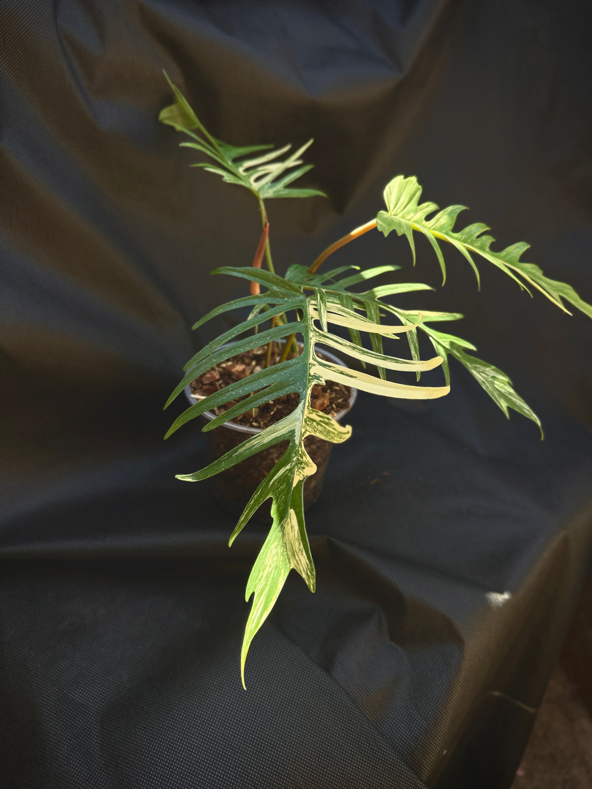Philodendron Florida Beauty x Tortum variegated 6"