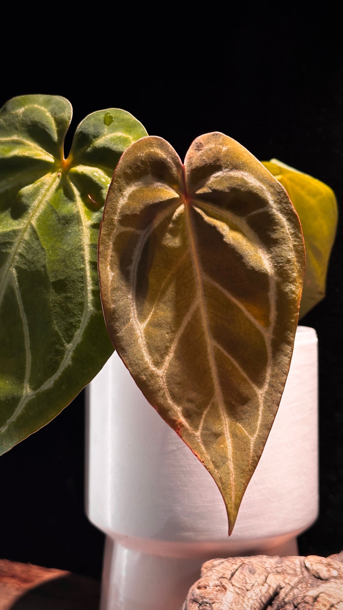 Anthurium 'Silver Butterfly'